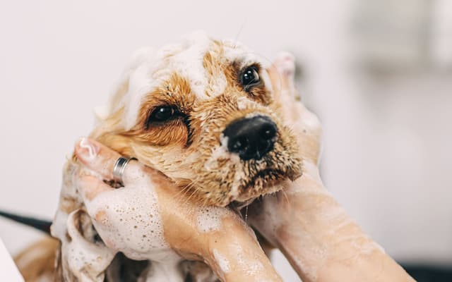 toiletteur canin
